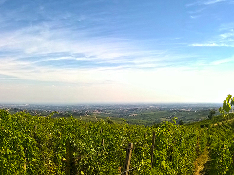  葡萄园种植园景观风景 