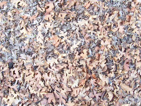  无缝枯黄枯枝落叶树叶草皮草地草坪道路地面 