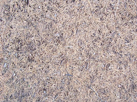  无缝枯黄枯枝落叶树叶草皮草地草坪道路地面 