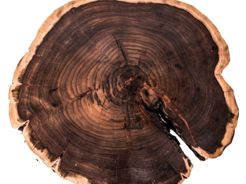  年轮 免抠 切片 