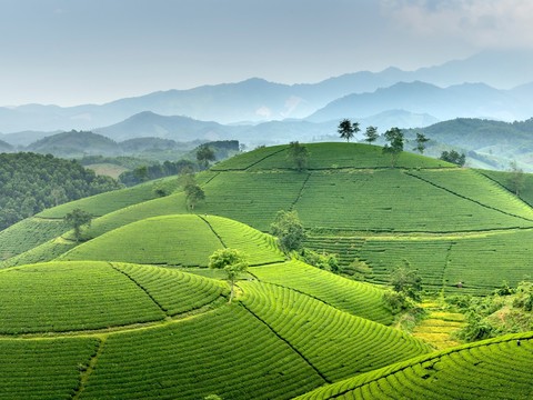  自然风景 环绕山脉 梯田茶山 