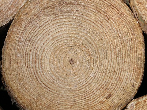 年轮 