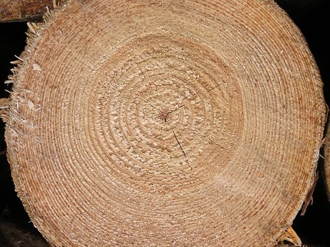  年轮 