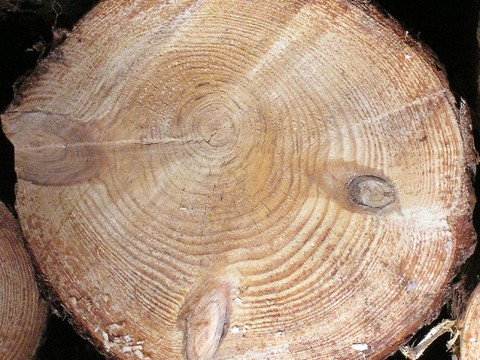  年轮 