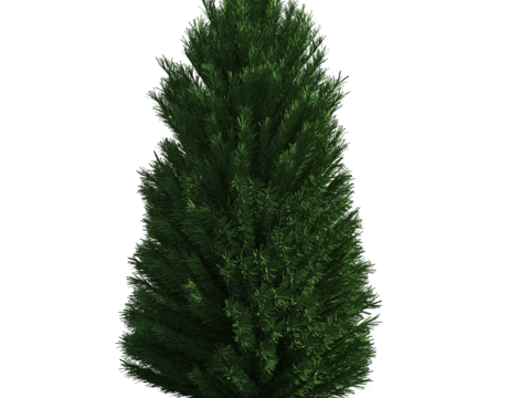  植物树木绿植 