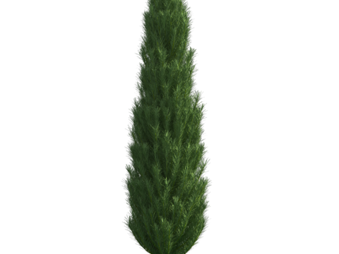  植物树木绿植 