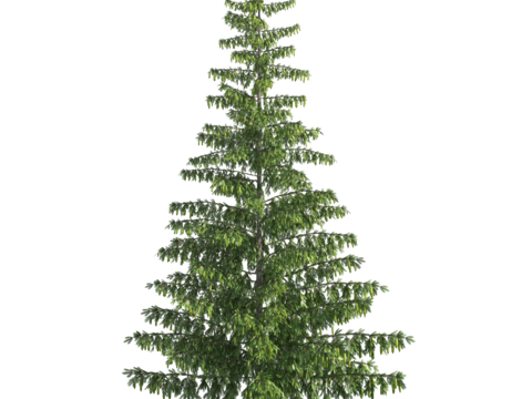  植物树木绿植 