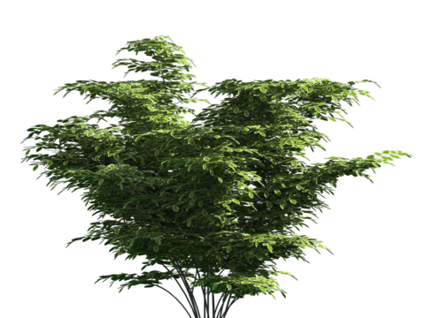  植物树木绿植 