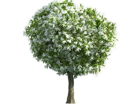  植物树木绿植 