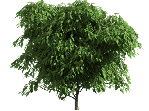  植物树木绿植 