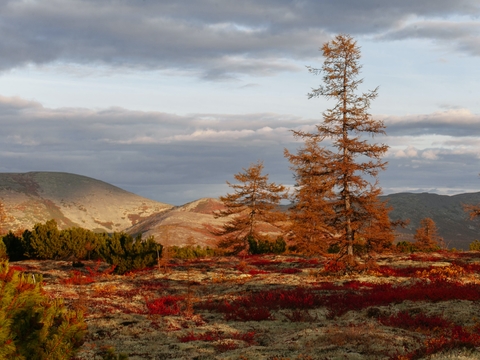  高清秋天红叶山林别墅外景 