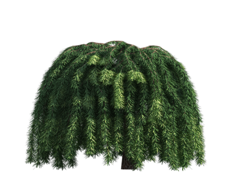  植物树木绿植 