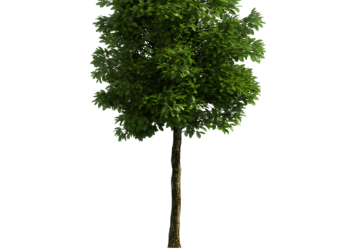  植物树木绿植 