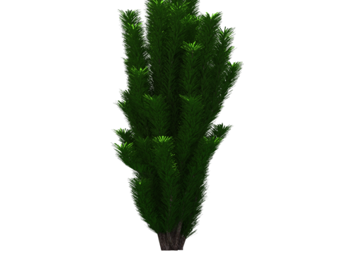  植物树木绿植 