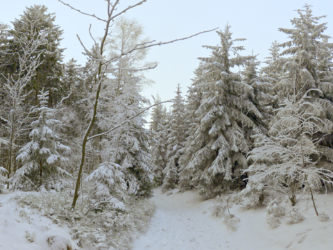  森林白色雪景外景 