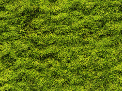  高清无缝苔藓贴图草坪地面贴图 