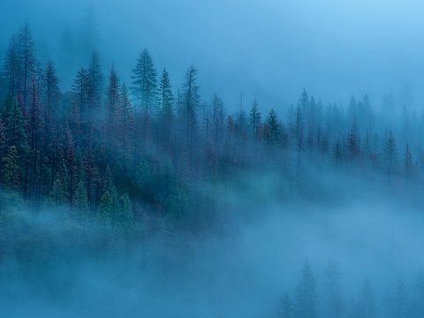  迷雾森林自然风景 窗外景 