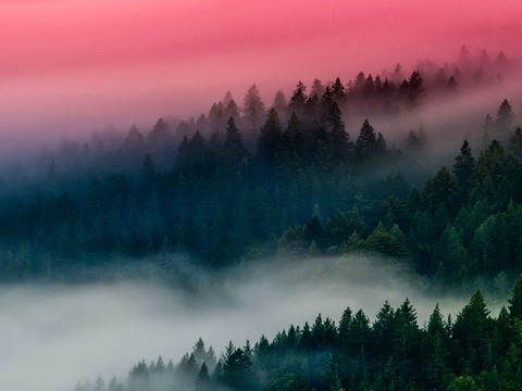  自然风景 迷雾森林 