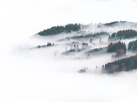  窗外景 迷雾森林 