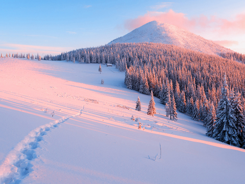  自然风景 雪山松林 