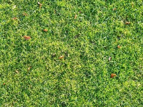  草地地面自然草坪草地 