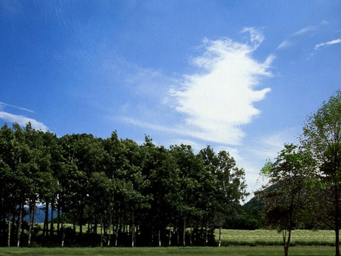  外景 素材 树林 
