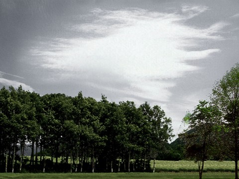  外景 素材 树林 