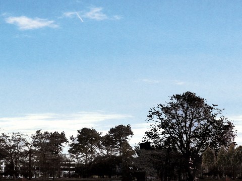  外景 素材 树林 