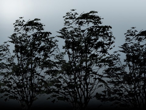  外景 素材 树林 