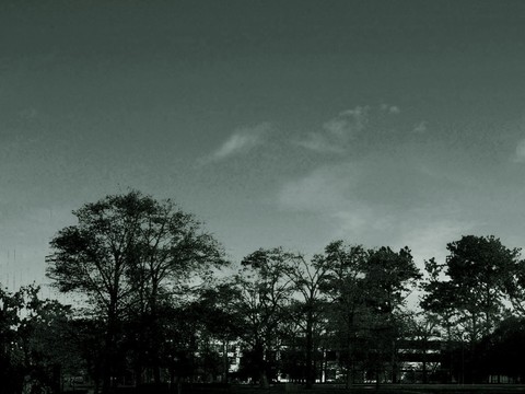  外景 素材 树林 