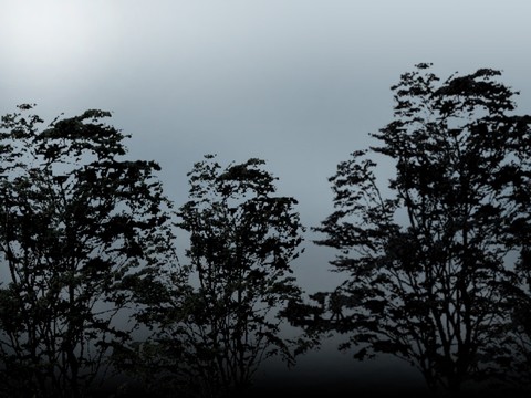  外景 素材 树林 