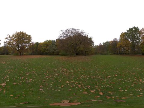  草地 天空 树木 