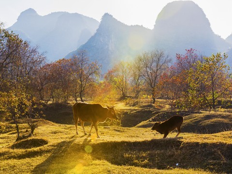  自然风景 山脉树林 