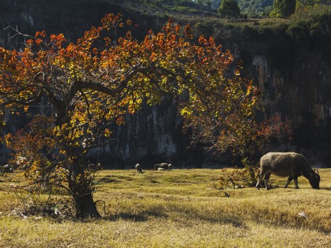 自然风景 草坪 牛群