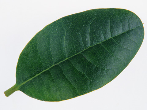  绿叶 绿化 鲜花 