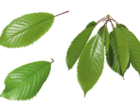  绿叶 绿化 鲜花 