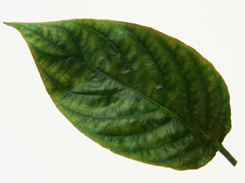  绿叶 绿化 鲜花 