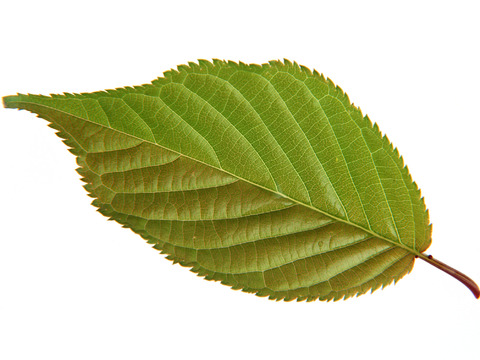  绿叶 绿化 鲜花 