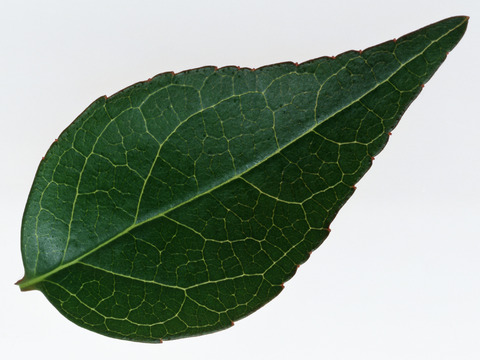  绿叶 绿化 鲜花 