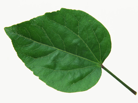  绿叶 绿化 鲜花 