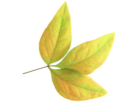  绿叶 绿化 鲜花 