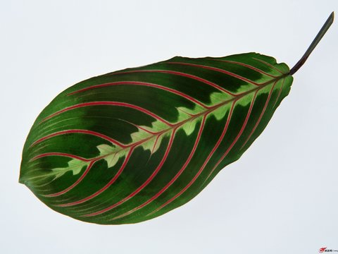  绿叶 绿化 鲜花 