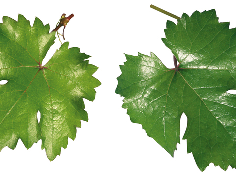  绿叶 绿化 鲜花 