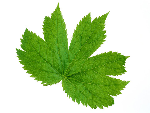  绿叶 绿化 鲜花 