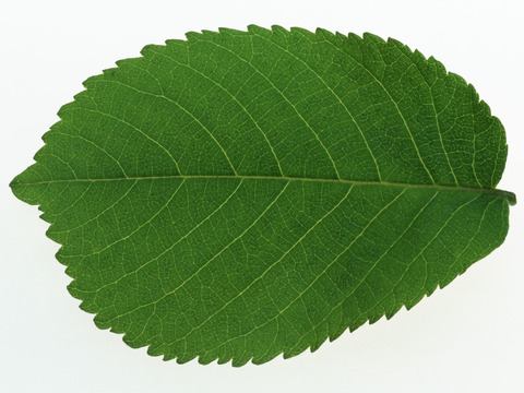  绿叶 绿化 鲜花 