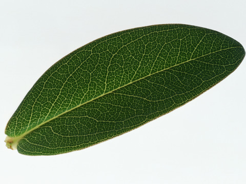  绿叶 绿化 鲜花 