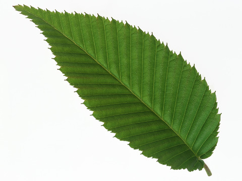  绿叶 绿化 鲜花 