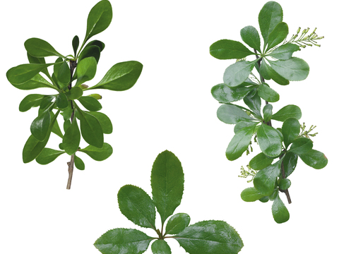  绿叶 绿化 鲜花 