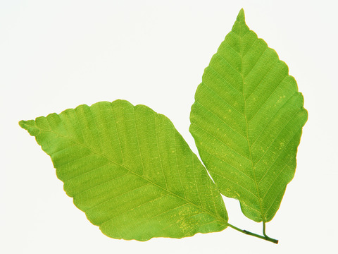  绿叶 绿化 鲜花 