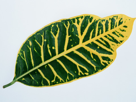  绿叶 绿化 鲜花 